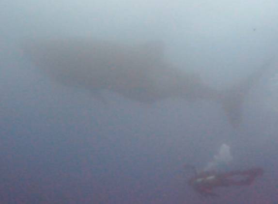 Tentando desesperadamente alcançar o tubarão-baleia para filmá-lo por baixo, na Isla Wolf, em Galápagos